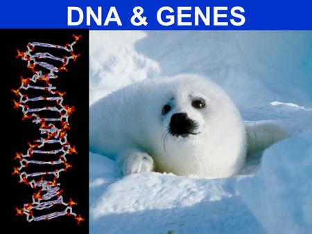 DNA & GENES. What is DNA?  DNA (deoxyribonucleic acid) is a nucleic acid  It is composed of smaller units called nucleotides  These are:  A, T, C,