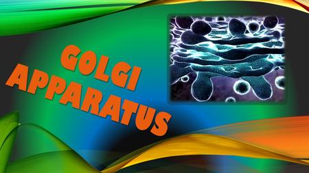 GOLGI APPARATUs.