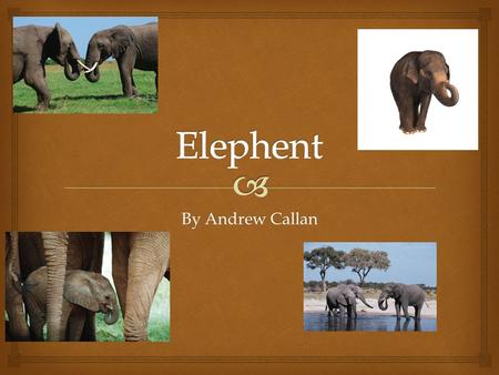 Elephent By Andrew Callan.