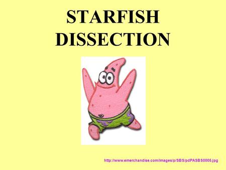 STARFISH DISSECTION