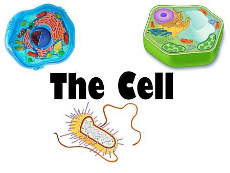 The Cell. Cells are the basic unit of life! Viewed cork samples and observed hollow boxes which he called cells. Robert Hooke.