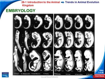 End Show 26-1 Introduction to the Animal Kingdom Slide 1 of 49 Copyright Pearson Prentice Hall Trends in Animal Evolution EMBRYOLOGY.