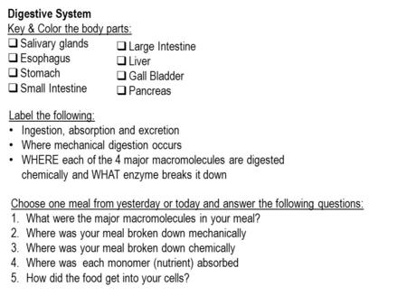 Digestive System Key & Color the body parts:  Salivary glands  Esophagus  Stomach  Small Intestine  Large Intestine  Liver  Gall Bladder  Pancreas.