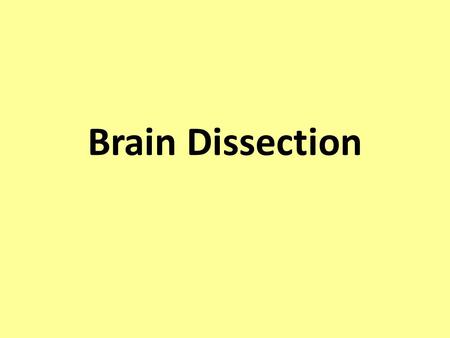 Brain Dissection. How to perform a successful brain dissection Perform each step of the lab, referring to this power point for guidance. Carefully study.