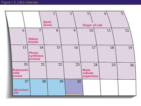 Earth forms Oldest fossils Photo- synthesis evolves Eukaryotic cells evolve Multi- cellular organisms Abundant life Origin of Life Figure 1.3 Life’s Calendar.