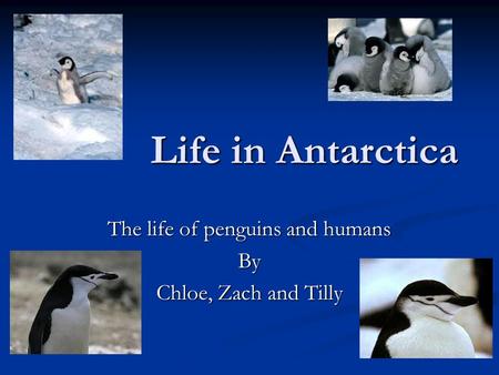 Life in Antarctica The life of penguins and humans By Chloe, Zach and Tilly.