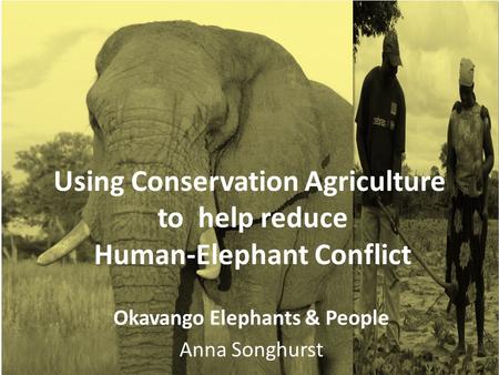 Using Conservation Agriculture to help reduce Human-Elephant Conflict Okavango Elephants & People Anna Songhurst.