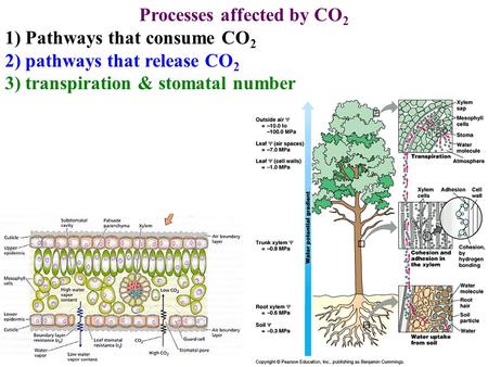 Processes affected by CO2