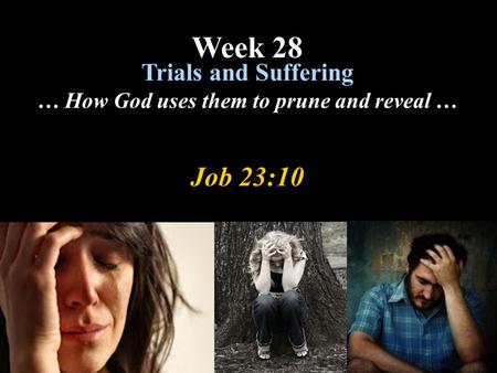 Job 23:10 Trials and Suffering … How God uses them to prune and reveal … Week 28.