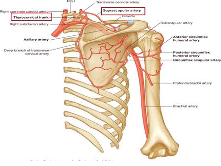 Axillary Artery Brachial Artery Radial Artery Ulnar Artery branch of Anterior Interosseous artery Superficial Palmar Arch.