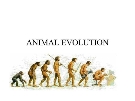 ANIMAL EVOLUTION What is an animal? Eukaryotic Multicellular Heterotrophic Organized.