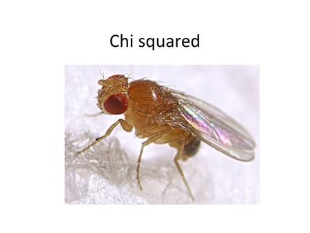 Chi squared. A biologist randomly selects 20 fruit flies. All of them are placed in a tube with vinegar on one side and mustard on the other side. Do.