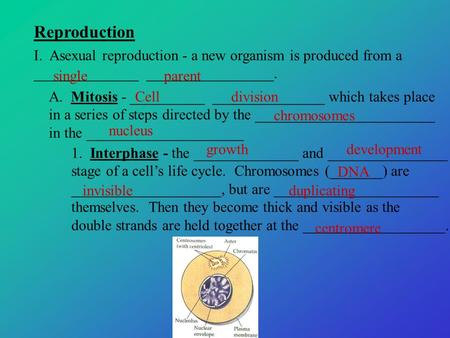 Reproduction I. Asexual reproduction - a new organism is produced from a ______________ _________________. single parent A. Mitosis - __________ _______________.