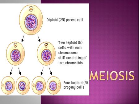 Every human cell (except 1 type) has 46 chromosomes = Diploid (2n) number.Review Since we don’t want more then 46 chromosomes in our cells, then the gametes.