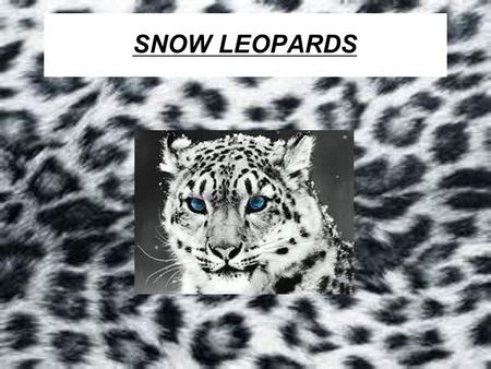 SNOW LEOPARDS.