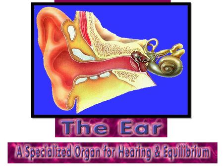 OUTER EAR Structures – Pinna – External Auditory Canal – Tympanic Membrane Boundary between outer and middle ear Transfers sound vibrations to bones of.