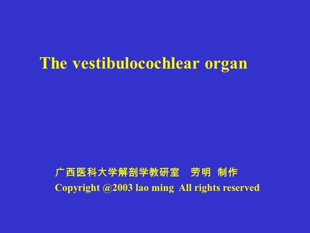 The vestibulocochlear organ 广西医科大学解剖学教研室 劳明 制作 lao ming All rights reserved.