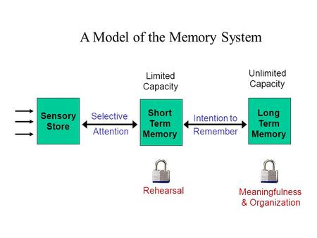 Sensory Store Short Term Memory Long Term Memory Selective Attention Rehearsal Limited Capacity Meaningfulness & Organization A Model of the Memory System.