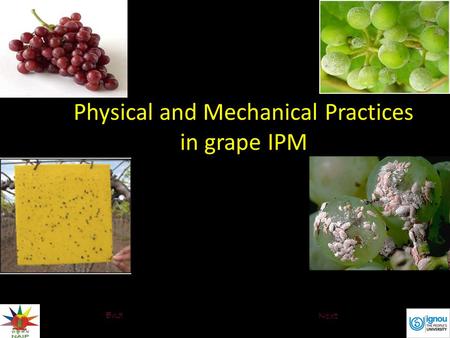 Click to edit Master text styles – Second level Third level – Fourth level » Fifth level Physical and Mechanical Practices in grape IPM End Next.