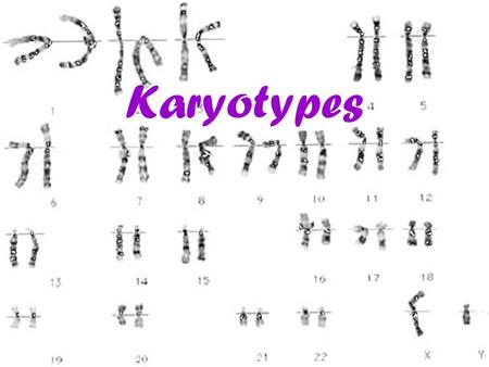 Karyotypes.