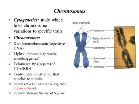 Chromosomes Cytogenetics: study which links chromosome variations to specific traits Chromosome: Dark heterochromatin (repetitive DNA) Light euchromatin.