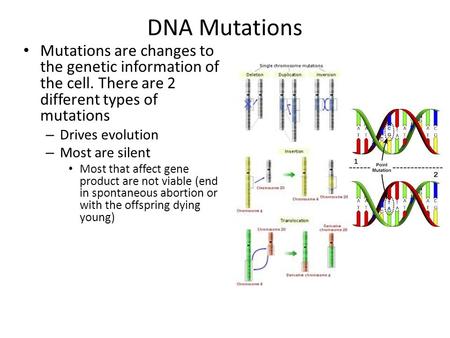 DNA Mutations Mutations are changes to the genetic information of the cell. There are 2 different types of mutations – Drives evolution – Most are silent.