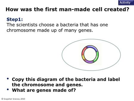 Activity © Snapshot Science, 2010 How was the first man-made cell created? Step1: The scientists choose a bacteria that has one chromosome made up of many.