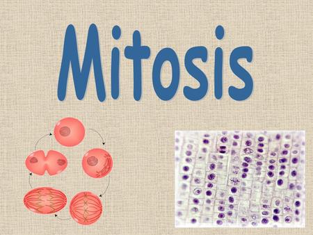 Mitosis.