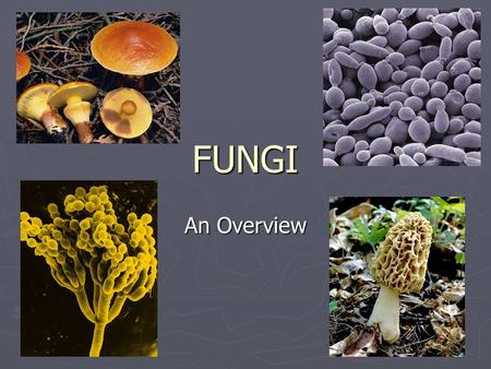 FUNGI An Overview. Characteristics of Fungi ► Eukaryotic ► Nonphotosynthetic ( heterotrophic) ► Most are multicellular ► Most are microscopic molds or.