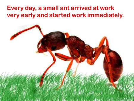 Every day, a small ant arrived at work very early and started work immediately.