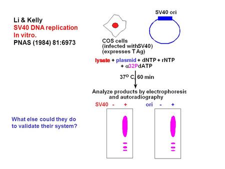 Li & Kelly SV40 DNA replication In vitro. PNAS (1984) 81:6973 What else could they do to validate their system?