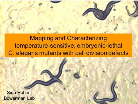 Mapping and Characterizing temperature-sensitive, embryonic-lethal