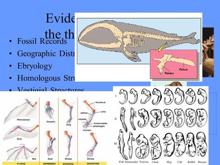 Evidence that supports the theory of Evolution Fossil Records Geographic Distribution Ebryology Homologous Structures Vestigial Structures Biochemistry.