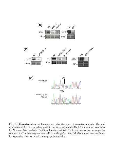 WT pglct-1/mex1 pGlcT rRNA (a) (b) (c) TPT rRNA pglct-1/tpt-2 tpt-2/mex1 WT pGlcT rRNA pglct-1/tpt-2 TPT rRNA WT tpt-2 WT pGlcT rRNA pglct-2 pglct-1 Wild-type.