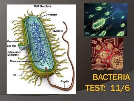 Bacteria TEST: 11/6.