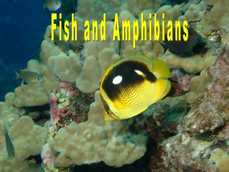 Fish and Amphibians.