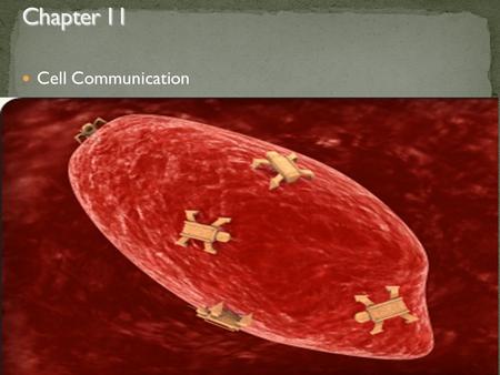 Cell Communication. Cell-to-cell communication is essential for multicellular organisms Biologists have discovered some universal mechanisms of cellular.