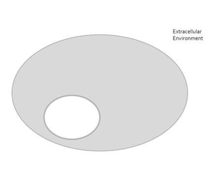 Extracellular Environment. Extracellular Environment.