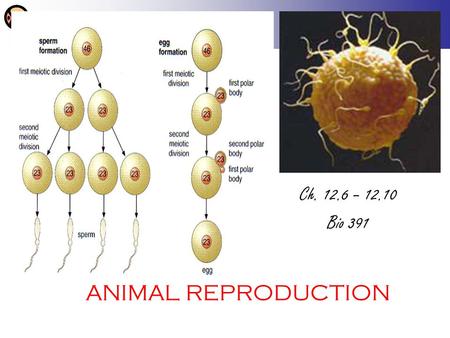 ANIMAL REPRODUCTION Ch. 12.6 – 12.10 Bio 391. Animals Reproduce sexually –Gonads Produce gametes Ovaries  ovum Testes  sperm –Many simple animals (hydra,