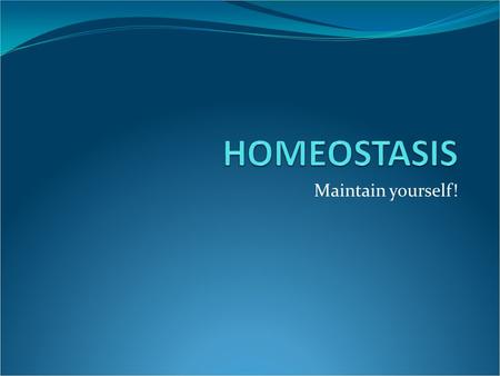 Maintain yourself!. What is it? HOMEOSTASIS- this means a state of equilibrium homeo--same stasis--standing still A. The maintenance of a stable internal.