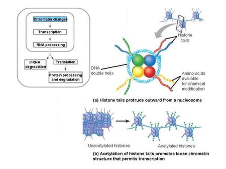 CpG hypermethylation Data from literature RESULT: Genes that are hypermethylated at CpG islands in cancer cells (HCT- 116 cell line) are NOT highly.