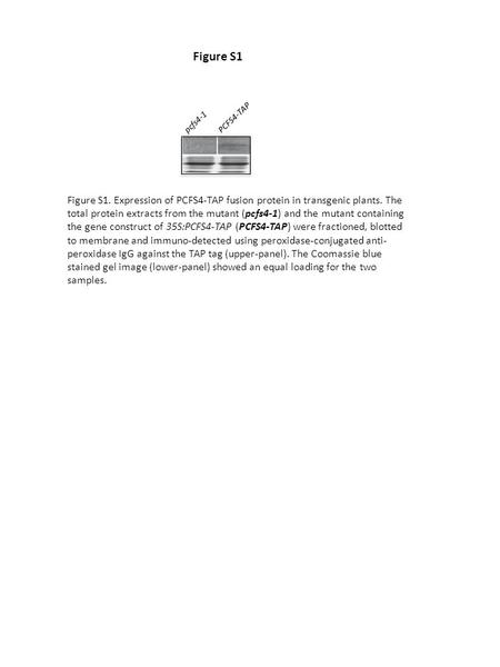 Pcfs4-1PCFS4-TAP Figure S1 Figure S1. Expression of PCFS4-TAP fusion protein in transgenic plants. The total protein extracts from the mutant (pcfs4-1)