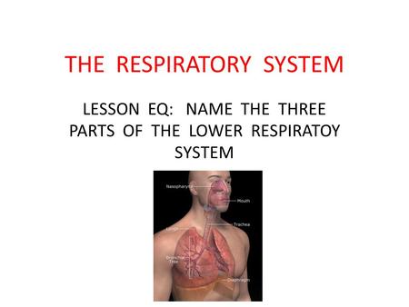 THE RESPIRATORY SYSTEM