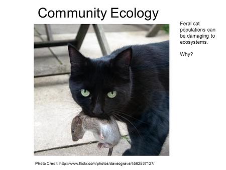 Community Ecology Feral cat populations can be damaging to ecosystems.