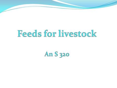 Beef Cattle Calves Creep Replacement Heifers Bulls.