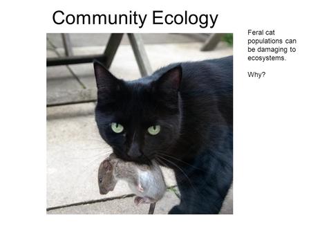 Community Ecology Feral cat populations can be damaging to ecosystems. Why?