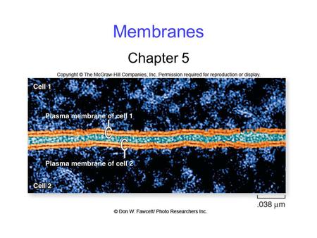 Membranes Chapter 5. 2 Membrane Structure The fluid mosaic model of membrane structure contends that membranes consist of: -phospholipids arranged in.