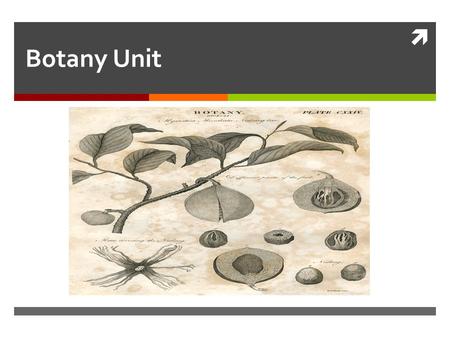  Botany Unit. Plant Systematics  Basic process in plant taxonomy  Cataloging  Identifying  Classifying.