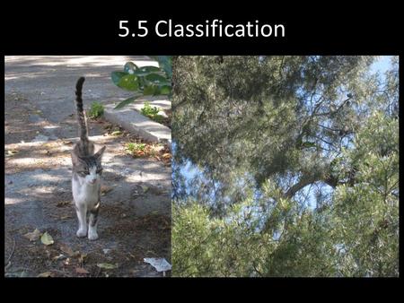 5.5 Classification. Taxonomy Taxonomy is the scientific discipline that attempts to identify, classify and name living things.