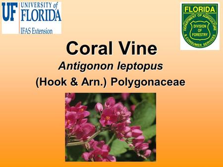 Coral Vine Antigonon leptopus (Hook & Arn.) Polygonaceae.